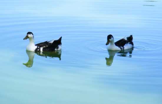 (Photo)