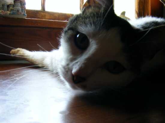 (Photo)