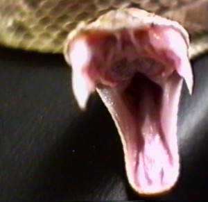 (Photo)