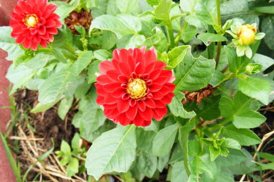 (Photo)