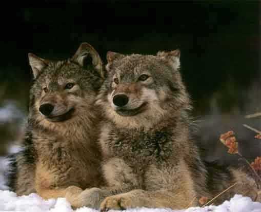(Photo)