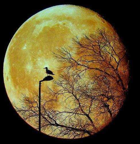 (Photo)