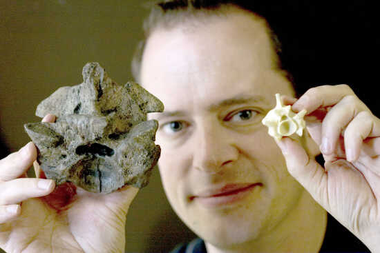 Jason Head compares a vertebra from a modern Anaconda, right, with the same bone from an extinct Titanoboa, the world&#39;s largest snake. (UNL Communications) - 1637409-L