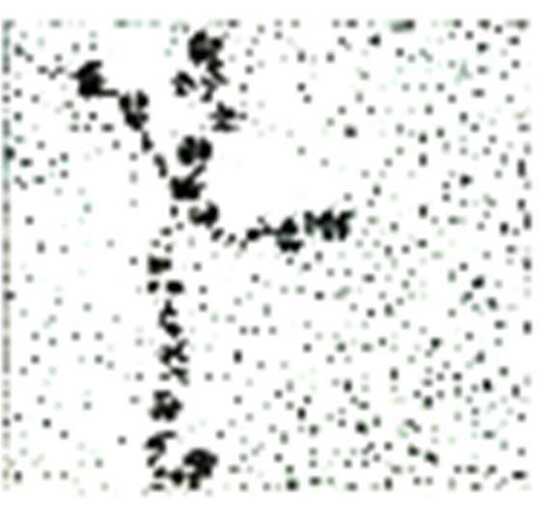 (Photo)