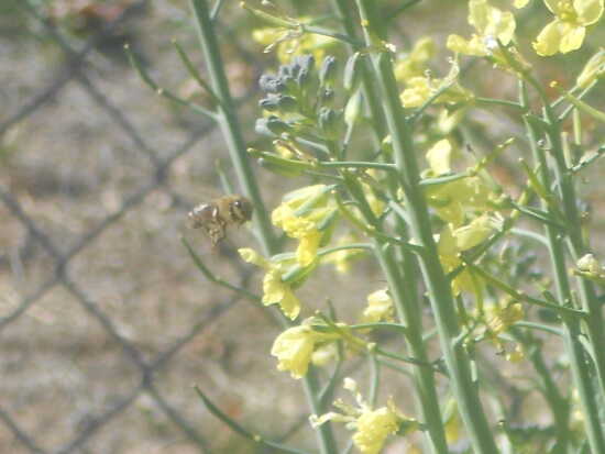 (Photo)