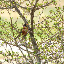 (Photo)