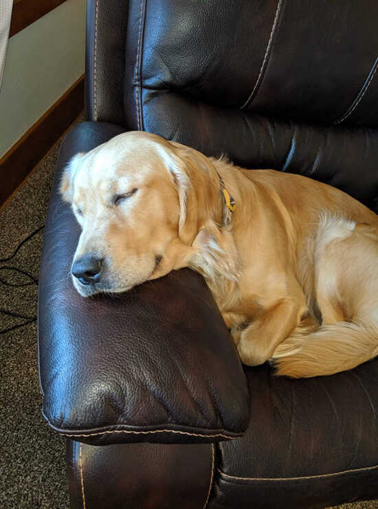 hunting dog rescue near me